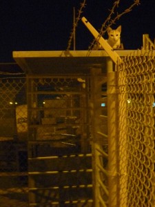 rusty the cat